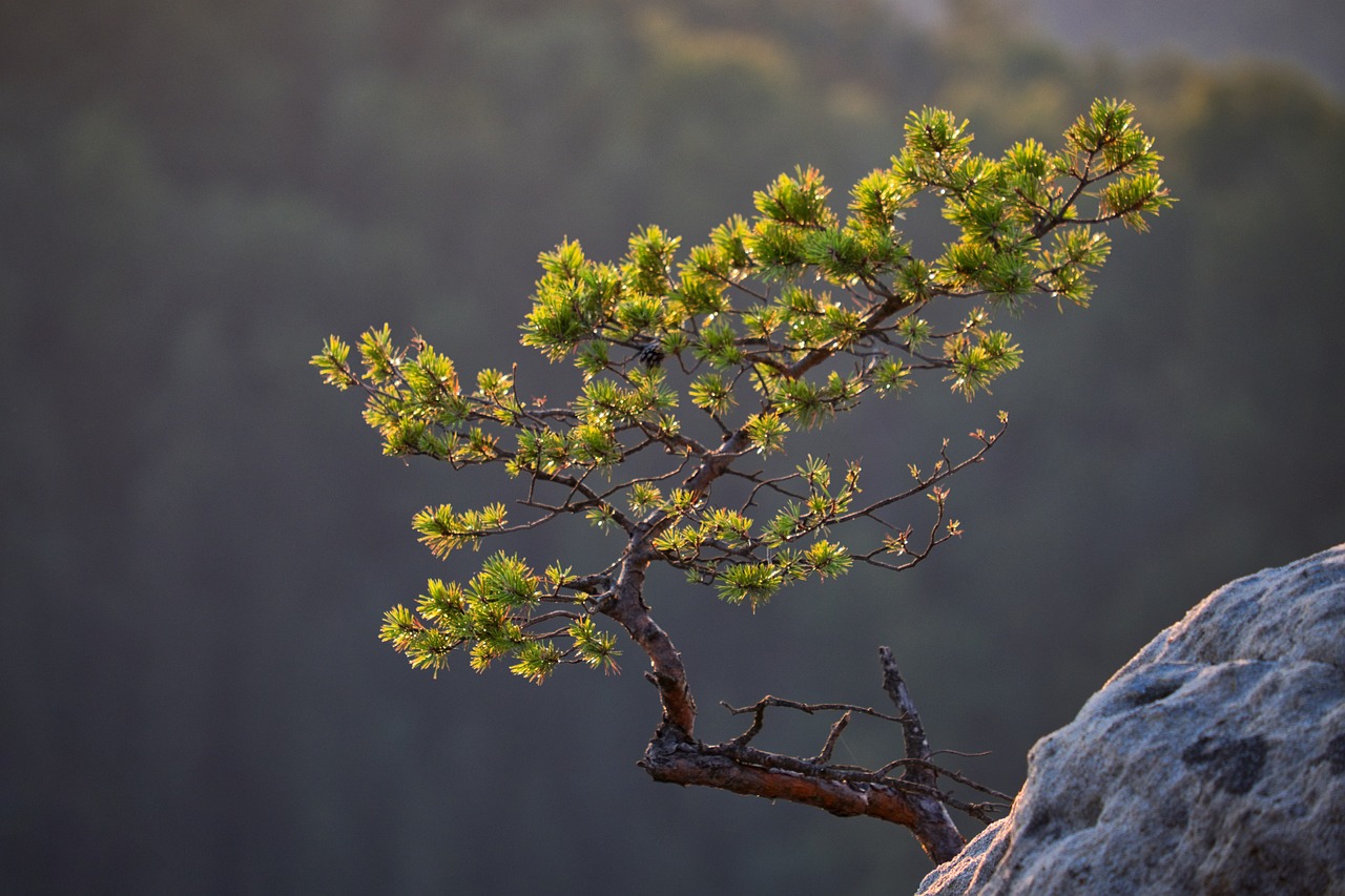 How to Make DIY Branch Decorations